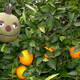 Illustration for article titled These LocoRoco Plushies Are Adorable, Handmade